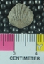 PE61283_fossil