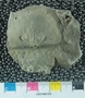 UC21849 fossil