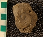 PE61313_fossil