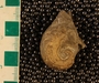 UC4653_fossil