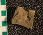 UC33598_fossil