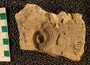 PE4338_fossil