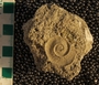 PE4342_fossil