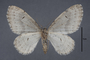 95102 Lobophora nigroangulata HT v IN