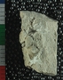 PE827_fossil