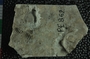 PE862_fossil