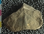 PE54906_fossil