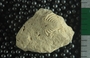 PE54907_fossil