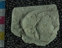 PE61303_fossil