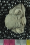 UC6831_fossil