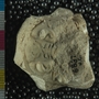 UC6832_fossil