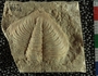 UC9908_fossil
