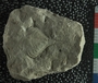 UC18125_fossil