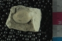 P8505_fossil