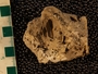 PE4415_fossil