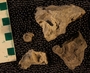 PE61318_fossil