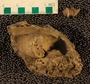PE61321_fossil