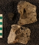 PE61322_fossil