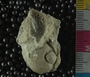 P16386_fossil