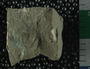 P16550_fossil