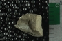 P16551_fossil