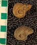 UC21868_fossil_2