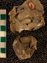 UC22104_fossil