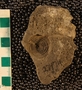 UC27174_fossil