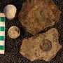 UC28054_fossil