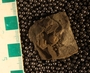 UC28823_fossil