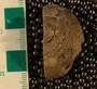 UC56138_fossil