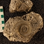 UC57091_fossil