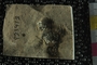 P23473_fossil