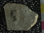 PE2746_fossil