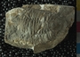 PE2747 fossil