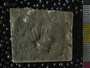 PE2769_fossil