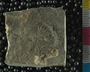 PE2770_fossil