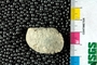 IMLS Silurian Reef digitization Project 2013, image of fossil