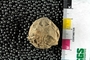 IMLS Silurian Reef digitization Project 2013, image of fossil