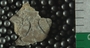 PE2773_fossil