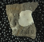 PE2775_fossil