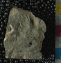 PE2776_fossil