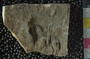 PE2778_fossil