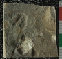 PE2780_fossil