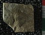 PE2782_fossil