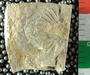 PE2784_fossil
