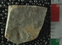 PE2786_fossil