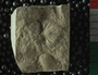 PE2788_fossil