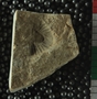PE2789_fossil