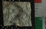 PE2790_fossil